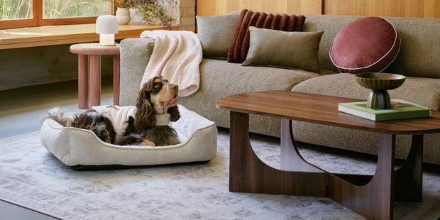 Living room with sofa, coffee table, patterned rug, and dog resting on a bed by the window.