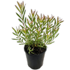 140mm Leucadendron Cheeky - Leucadendron salignum