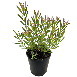140mm Leucadendron Cheeky - Leucadendron salignum