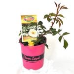 140mm Rose Flower Carpet White - Rose var. Noaschnee PBR
