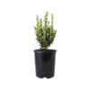 140mm Euonymous Silver Rocket - Euonymus japonicus