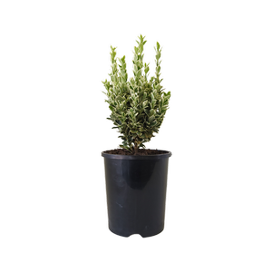 140mm Euonymous Silver Rocket - Euonymus japonicus