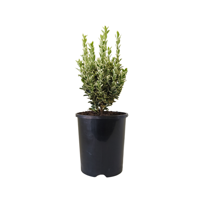 140mm Euonymous Silver Rocket - Euonymus japonicus
