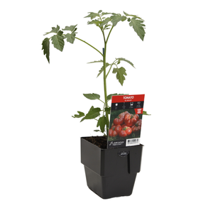 125m Tomato Big Brandy - Lycopersicum esculentum