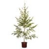 330mm Silver Birch - Betula pendula