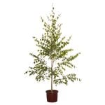 330mm Silver Birch - Betula pendula