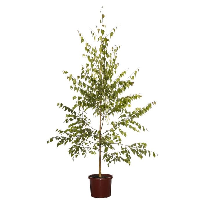 330mm Silver Birch - Betula pendula