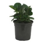 120mm Baby Rubber Plant - Peperomia obtusifolia Jade