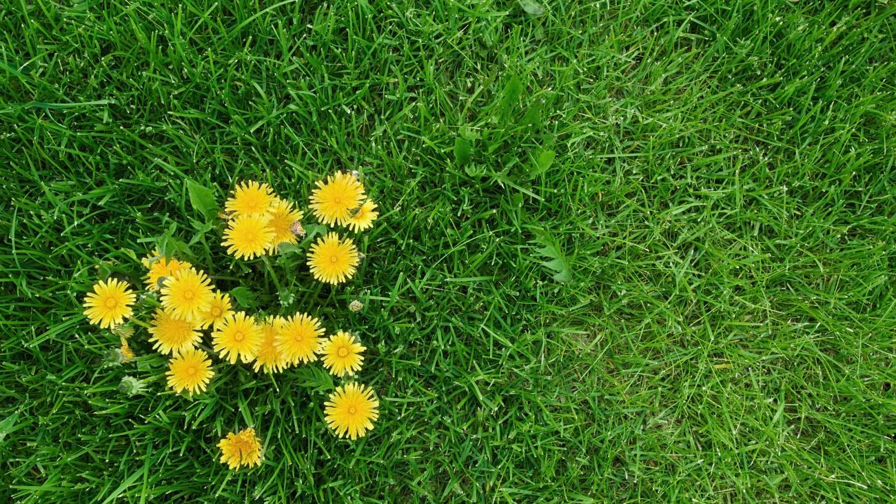 Cluster of yellow dandelions in green grass