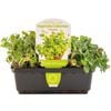 Punnet Oregano - Origanum vulgare