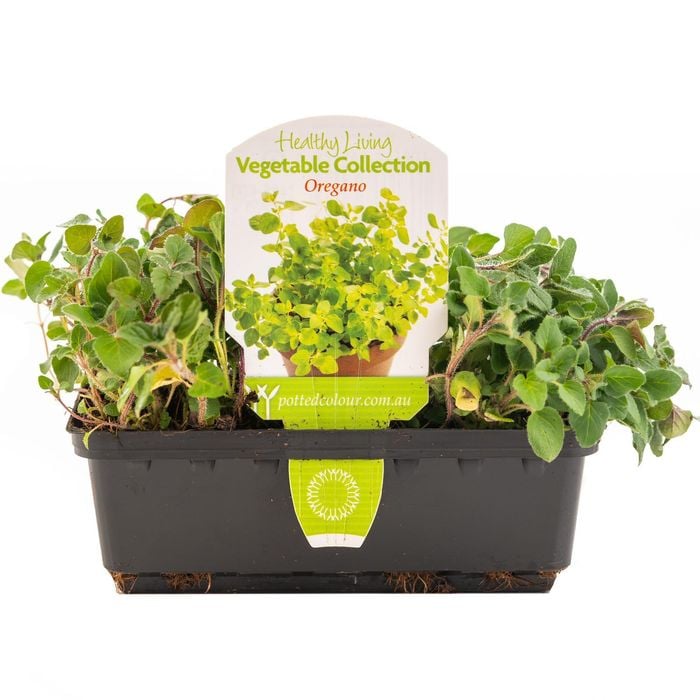 Punnet Oregano - Origanum vulgare