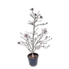 30L Magnolia Leonard Messel - Magnolia loebneri