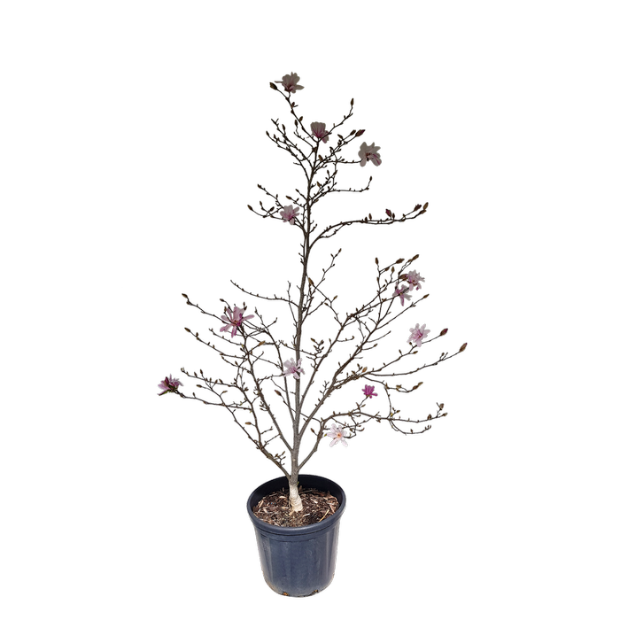 30L Magnolia Leonard Messel - Magnolia loebneri