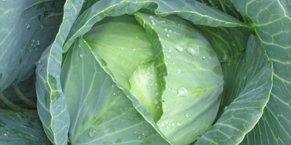 Extend the life of your cabbage harvest by turning it into flavourful, fermented sauerkraut.