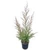 4L Tea Tree / Manuka - Leptospermum Martinii 
