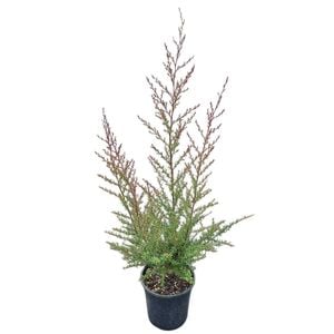 4L Tea Tree / Manuka - Leptospermum Martinii 