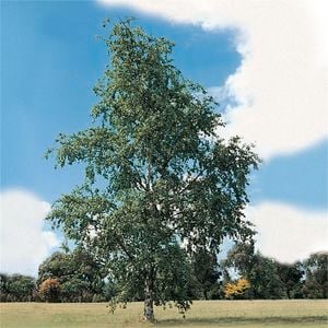 Bagged Silver Birch - Betula pendula