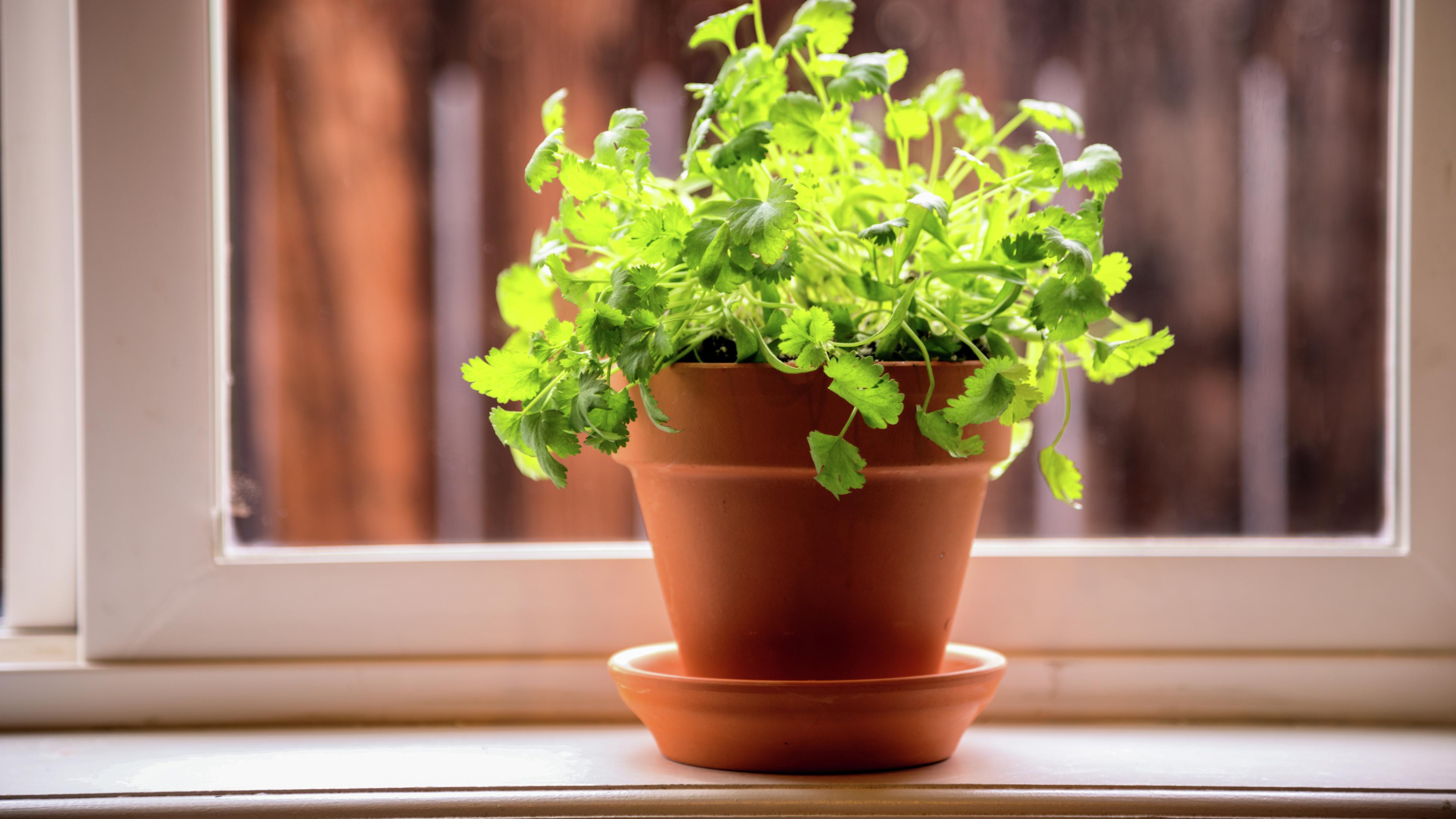 How To Grow And Care For Coriander - Bunnings Australia