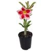 125mm Adenium Desert Rose Premium - Adenium obesum