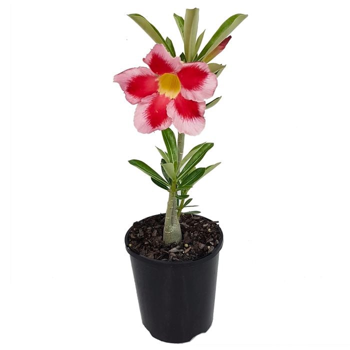 125mm Adenium Desert Rose Premium - Adenium obesum