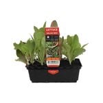 Punnet Salad Mix Lettuce - Lactuca sativa