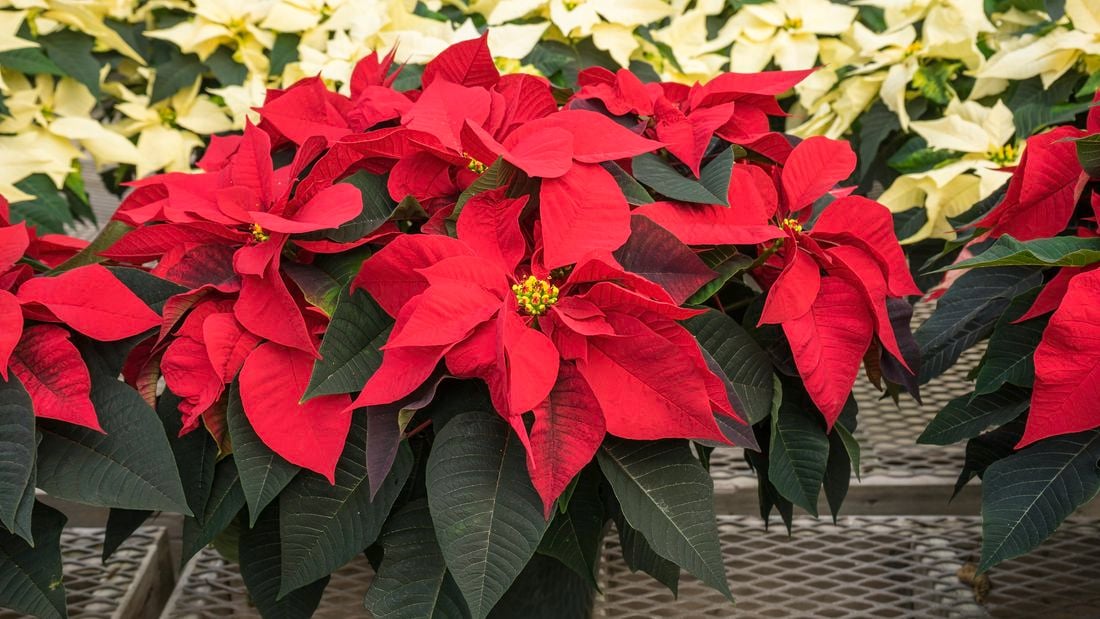 poinsettias plant