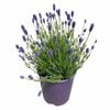 150mm Lavander Thumberlina Leigh - Lavendula
