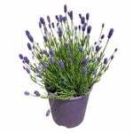 150mm Lavander Thumberlina Leigh - Lavendula