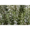 140mm Rosemary - Rosmarinus officinalis