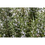 140mm Rosemary - Rosmarinus officinalis