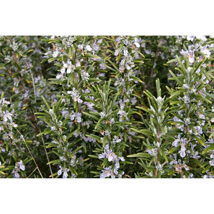 140mm Rosemary - Rosmarinus officinalis