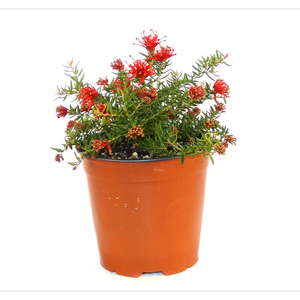 250mm Grevillea New Blood - Grevillea Juniperina hybrid