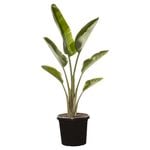300mm Giant Bird of Paradise - Strelitzia nicolai