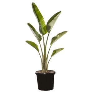 300mm Giant Bird of Paradise - Strelitzia nicolai