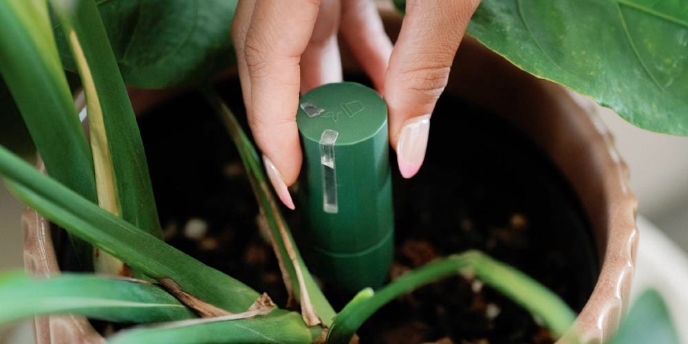 A close
  up shot of a Sensor in a plant pot, with a hand placing it there