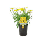 1.5L Voltage Yellow - Osteospermum ecklonis