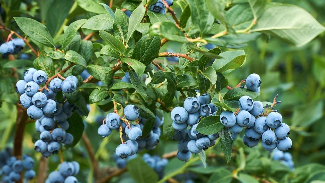 Blueberry bush with radiant blue berries.
