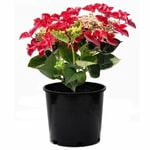 170mm Hydrangea Strawberries & Cream - Hydrangea macrophylla