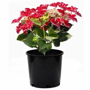 170mm Hydrangea Strawberries & Cream - Hydrangea macrophylla