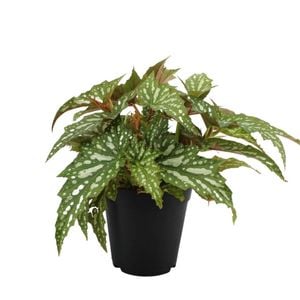 120mm Begonia Forest PBR - Begonia