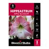 Bloomin Bulbs Hippeastrum Apple Blossom - 1 Pack