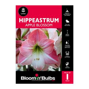 Bloomin Bulbs Hippeastrum Apple Blossom - 1 Pack