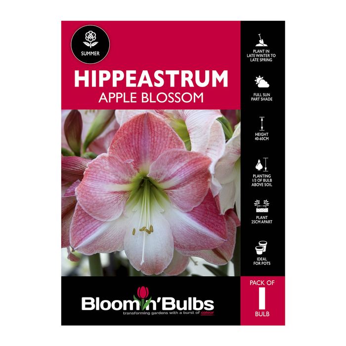 Bloomin Bulbs Hippeastrum Apple Blossom - 1 Pack