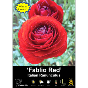 Yarra Valley Bulbs Ranunculus Florentine Red - 20 Pack