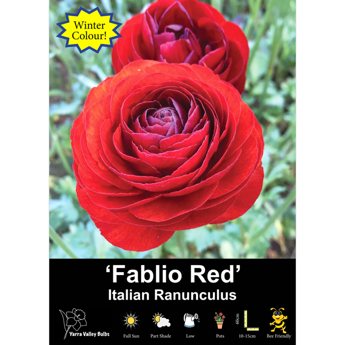 Yarra Valley Bulbs Ranunculus Florentine Red - 20 Pack