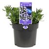 140mm Light Blue Lithodora - lithodora Diffusa