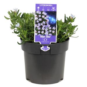 140mm Light Blue Lithodora - lithodora Diffusa