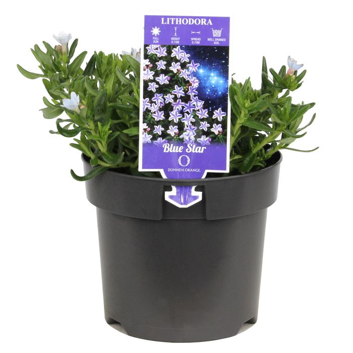 140mm Light Blue Lithodora - lithodora Diffusa