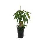 10L Casimiroa Platts - Casimiroa