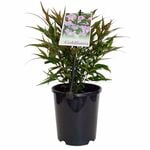 140mm Goldfussia - Strobilanthes anisophylla